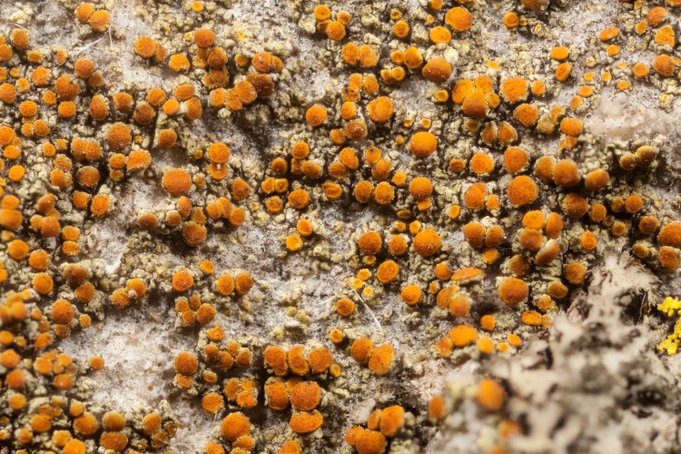 Caloplaca feracissima is "sidewalk firedot lichen."