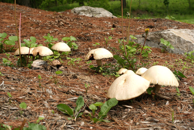 Agrocybe dura on mulched bed along Rte 315, Delaware, OH, May 20, 2008