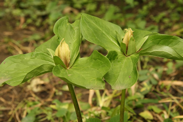 Green flowered form of sessile trillium at Terradise<br> May 20, 2008.